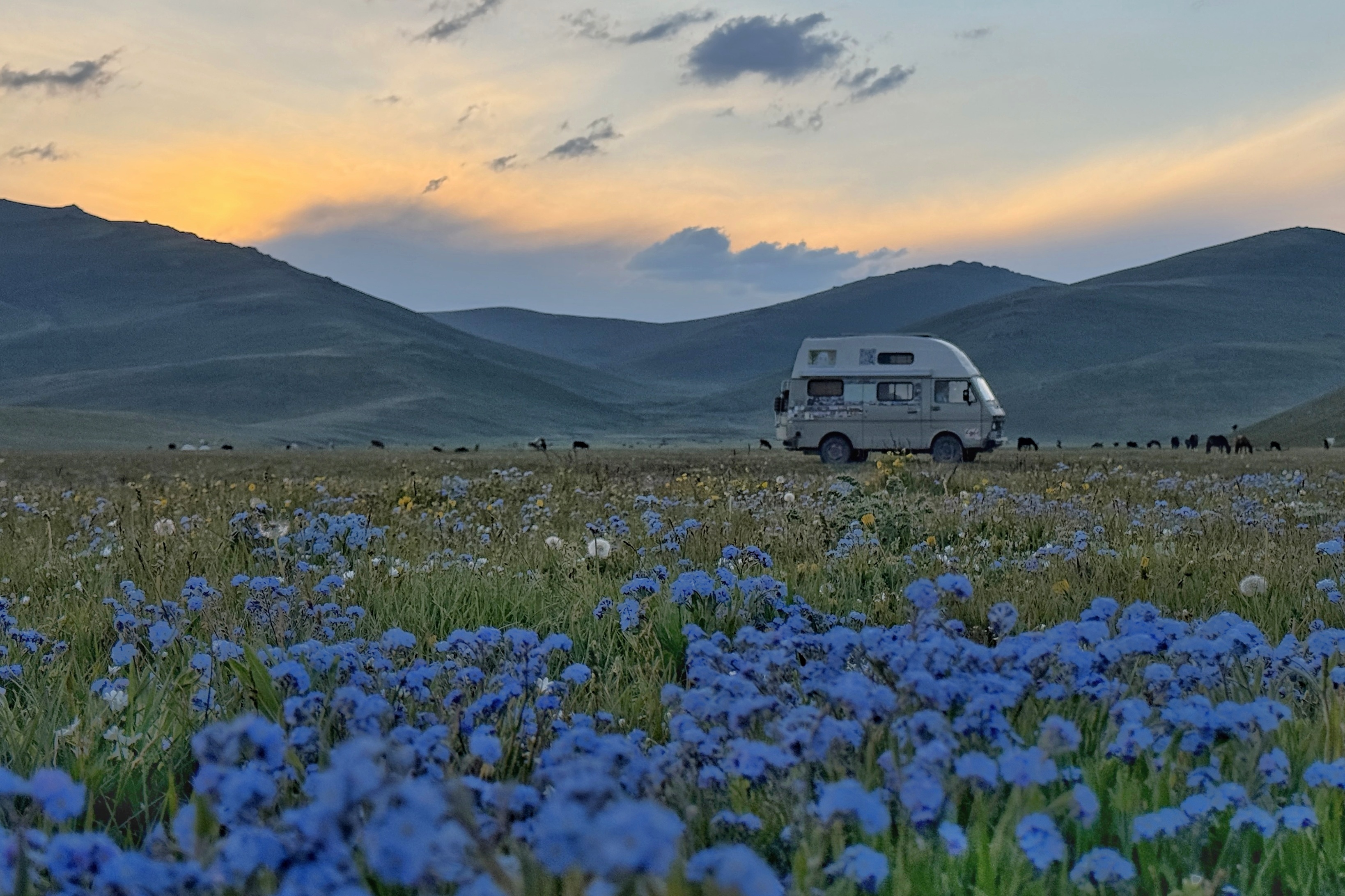 Oscar dans les fleurs bleues au coucher du soleil